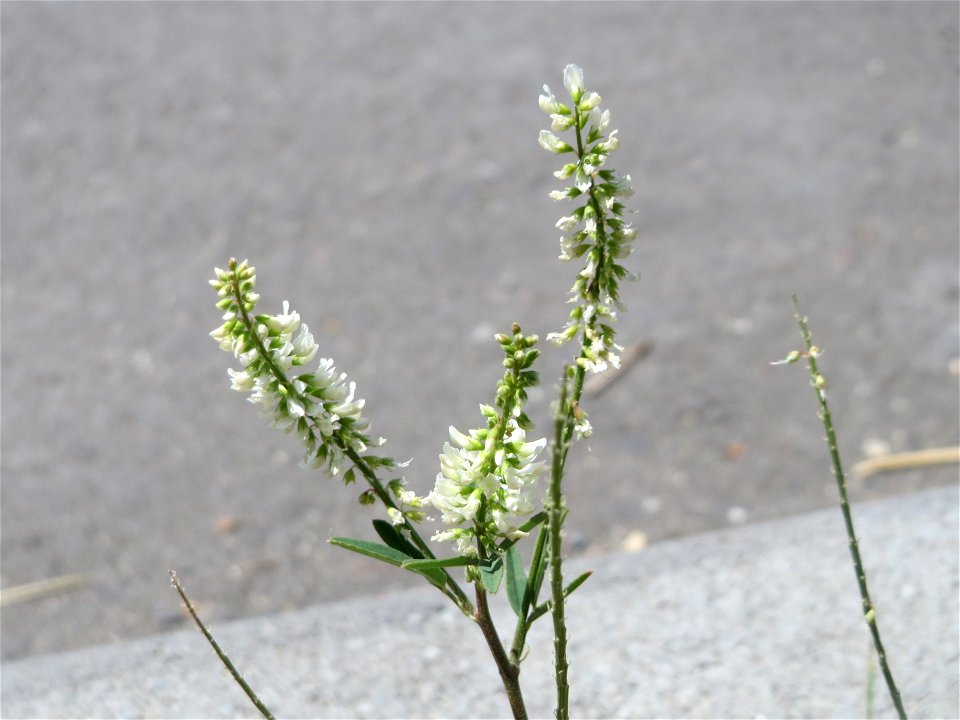 Ritzenbotanik: Weißer Steinklee (Melilotus albus) in Hockenheim