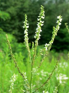 Weißer Steinklee (Melilotus albus) im Naturschutzgebiet „Steinbachtal / Netzbachtal“