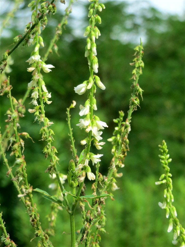 Weißer Steinklee (Melilotus albus) im Naturschutzgebiet „Steinbachtal / Netzbachtal“