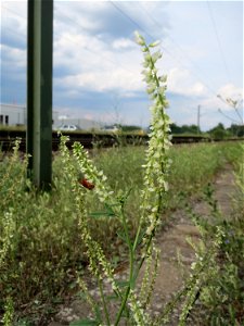 Weißer Steinklee (Melilotus albus) am Bahnhof Bruchmühlbach-Miesau