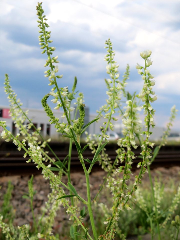 Weißer Steinklee (Melilotus albus) am Bahnhof Bruchmühlbach-Miesau