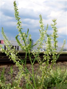 Weißer Steinklee (Melilotus albus) am Bahnhof Bruchmühlbach-Miesau