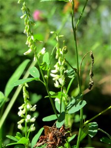 Weißer Steinklee (Melilotus albus) im Bürgerpark Saarbrücken