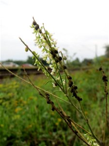 Weißer Steinklee (Melilotus albus) am Bahnhof Bruchmühlbach-Miesau