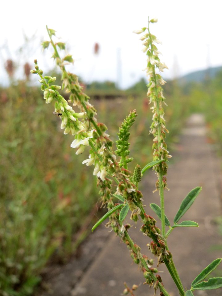 Weißer Steinklee (Melilotus albus) am Bahnhof Bruchmühlbach-Miesau
