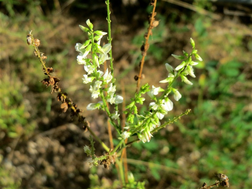 Weißer Steinklee (Melilotus albus) an einer ehem. Sandgrube in Hockenheim-Talhaus