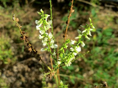Weißer Steinklee (Melilotus albus) an einer ehem. Sandgrube in Hockenheim-Talhaus