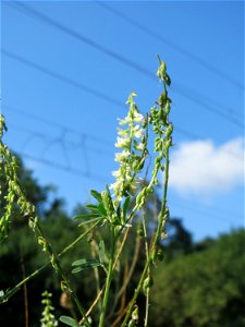 Weißer Steinklee (Melilotus albus) an einem Randstreifen der Rheinbahn in der Schwetzinger Hardt mit binnendünenartiger Vegetation