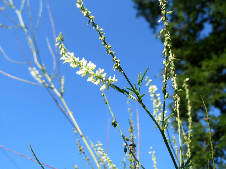 Weißer Steinklee (Melilotus albus) an einem Randstreifen der Rheinbahn in der Schwetzinger Hardt mit binnendünenartiger Vegetation