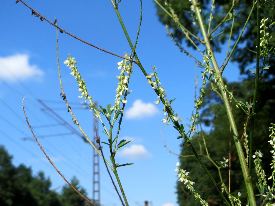 Weißer Steinklee (Melilotus albus) an einem Randstreifen der Rheinbahn in der Schwetzinger Hardt mit binnendünenartiger Vegetation