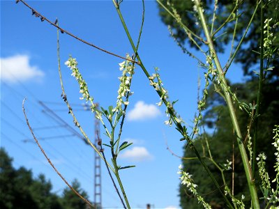 Weißer Steinklee (Melilotus albus) an einem Randstreifen der Rheinbahn in der Schwetzinger Hardt mit binnendünenartiger Vegetation