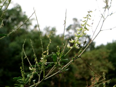 Weißer Steinklee (Melilotus albus) an einem Randstreifen der Rheinbahn in der Schwetzinger Hardt mit binnendünenartiger Vegetation
