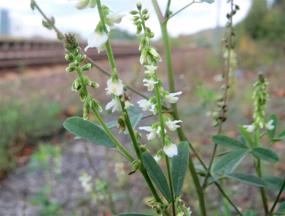 Weißer Steinklee (Melilotus albus) am Bahnhof Bruchmühlbach-Miesau