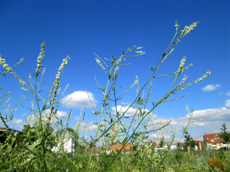 Weißer Steinklee (Melilotus albus) auf einer Brachfläche am Messplatz in Hockenheim