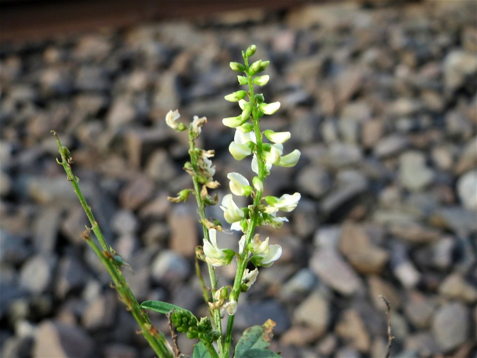Weißer Steinklee (Melilotus albus) am Bahnhof Bruchmühlbach-Miesau