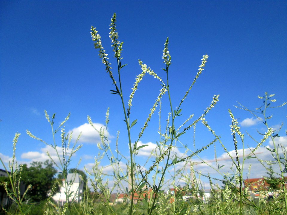 Weißer Steinklee (Melilotus albus) auf einer Brachfläche am Messplatz in Hockenheim