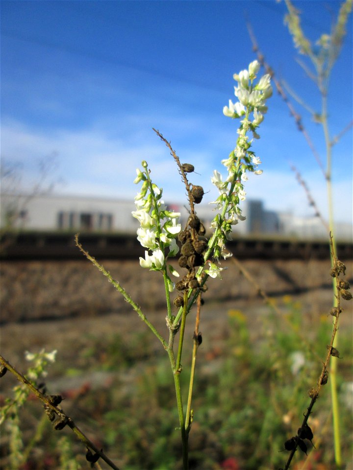 Weißer Steinklee (Melilotus albus) am Bahnhof Bruchmühlbach-Miesau