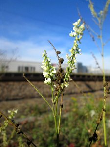 Weißer Steinklee (Melilotus albus) am Bahnhof Bruchmühlbach-Miesau