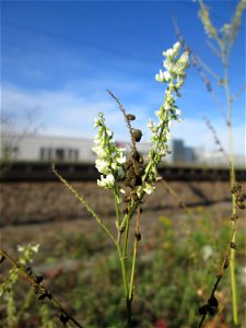 Weißer Steinklee (Melilotus albus) am Bahnhof Bruchmühlbach-Miesau photo