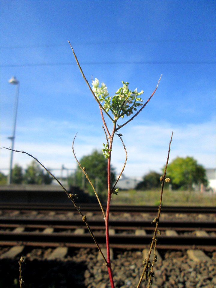 Weißer Steinklee (Melilotus albus) am Bahnhof Bruchmühlbach-Miesau