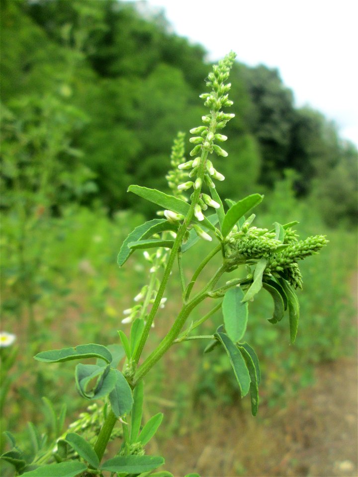 Weißer Steinklee (Melilotus albus) auf dem Gelände der ehem. Halberger Hütte in Brebach