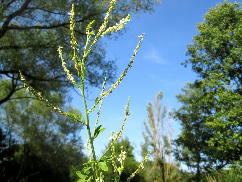 Weißer Steinklee (Melilotus albus) in Brebach