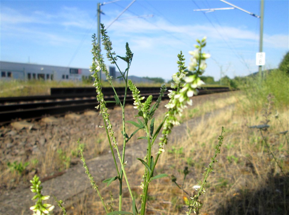 Weißer Steinklee (Melilotus albus) am Bahnhof Bruchmühlbach Miesau