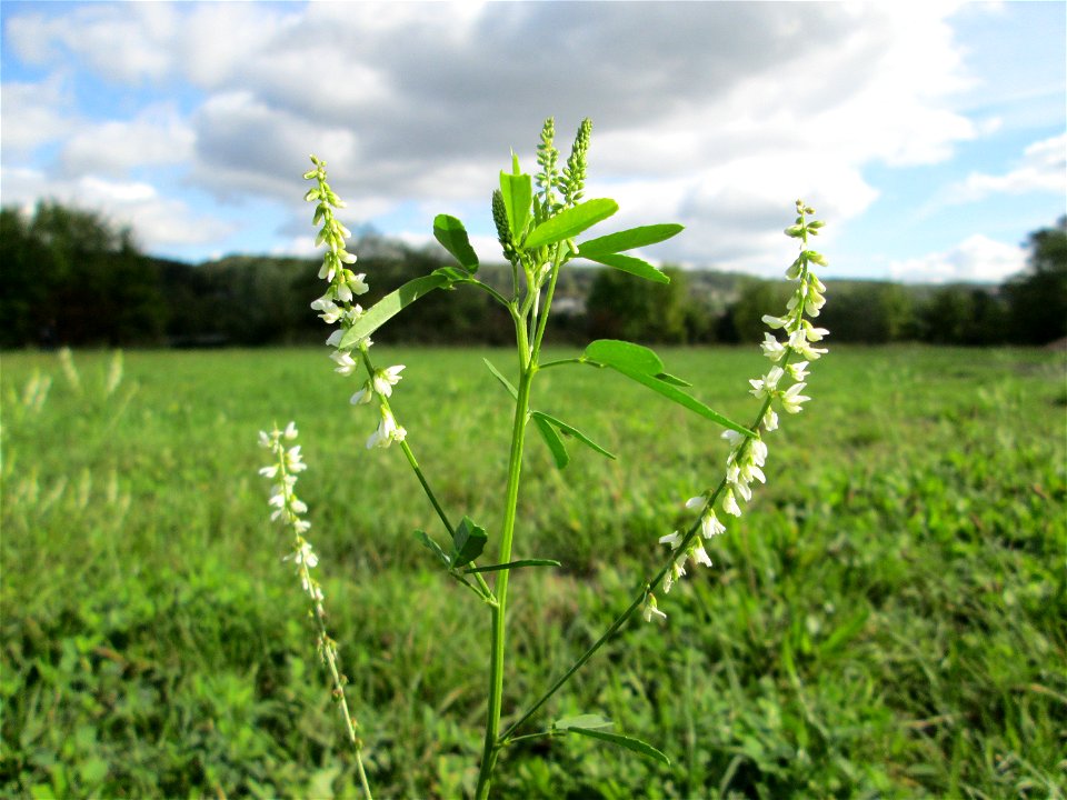 Weißer Steinklee (Melilotus albus) an der Deutsch-Französischen Grenze in Grosbliederstroff