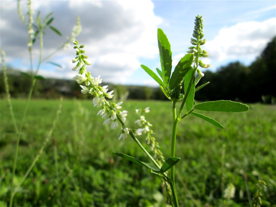 Weißer Steinklee (Melilotus albus) an der Deutsch-Französischen Grenze in Grosbliederstroff