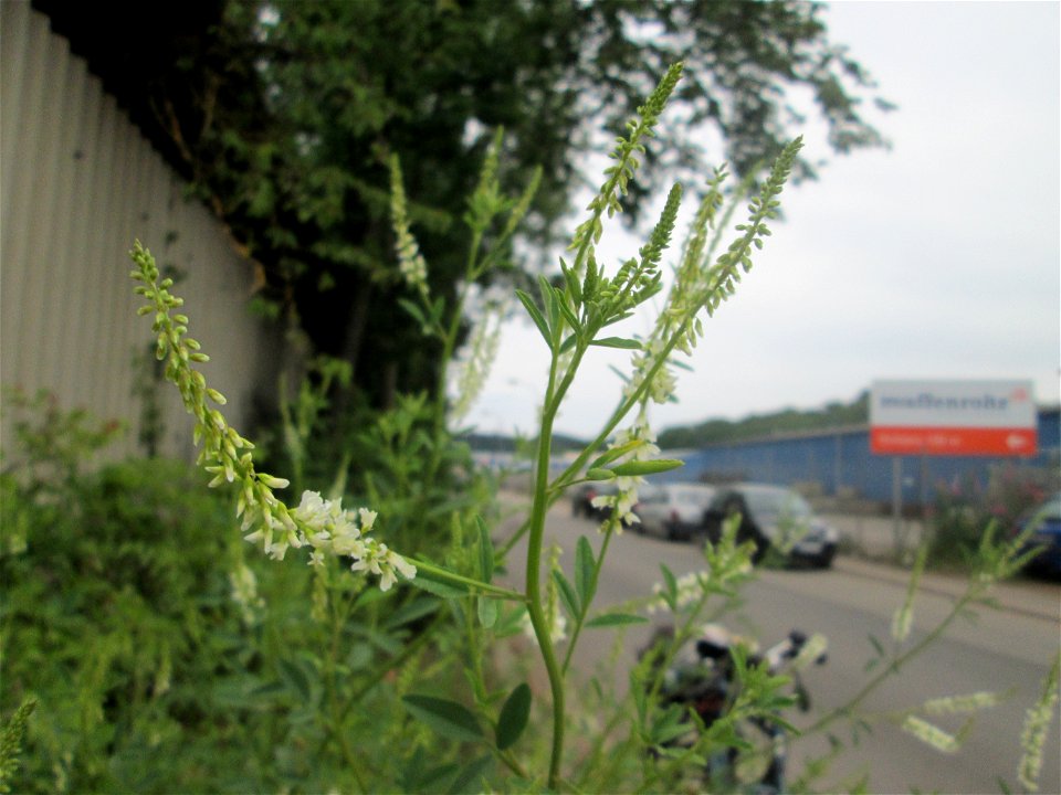 Weißer Steinklee (Melilotus albus) in Brebach