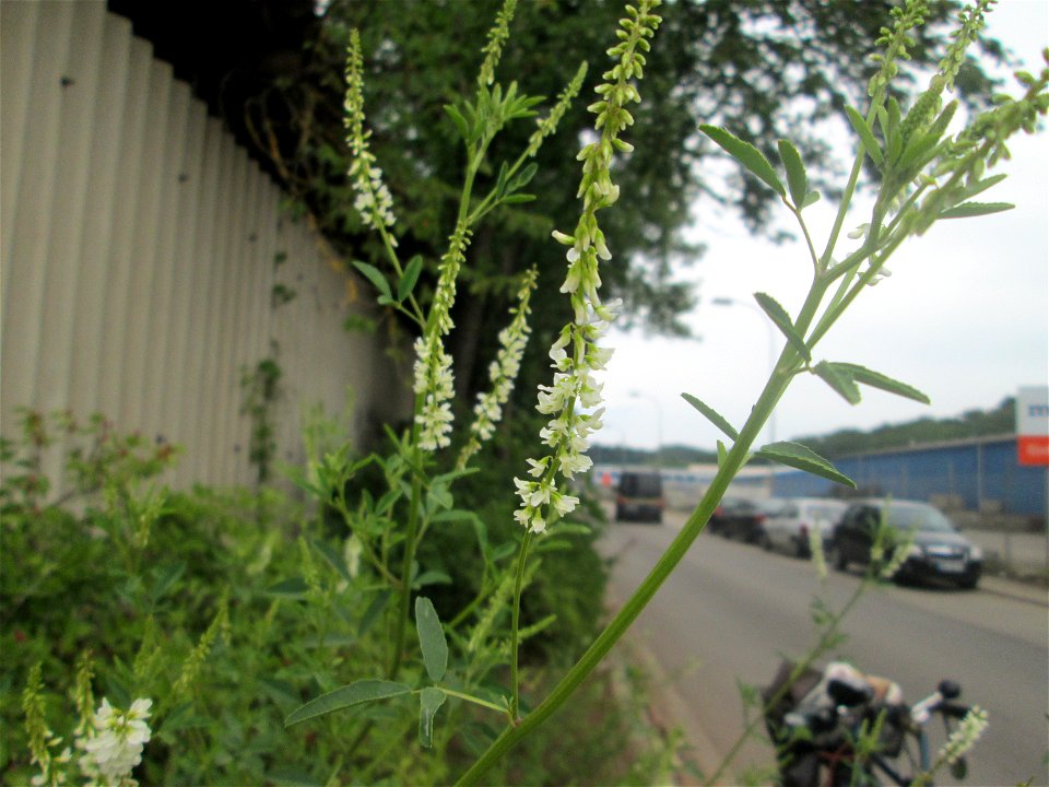 Weißer Steinklee (Melilotus albus) in Brebach