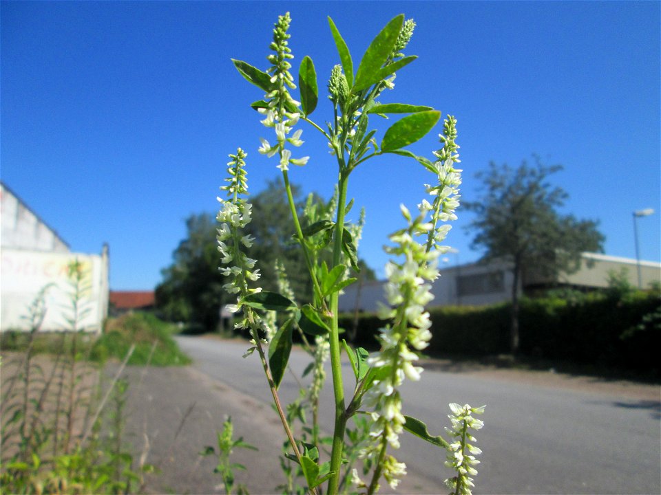 Weißer Steinklee (Melilotus albus) in Brebach