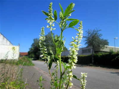 Weißer Steinklee (Melilotus albus) in Brebach photo