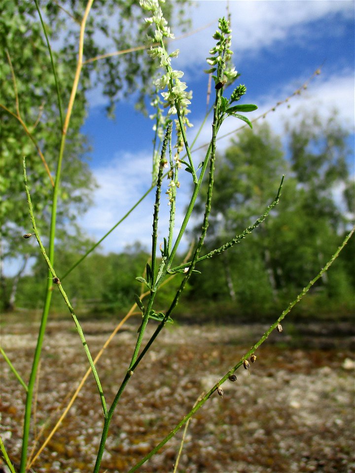 Weißer Steinklee (Melilotus albus) im Naturschutzgebiet Birzberg