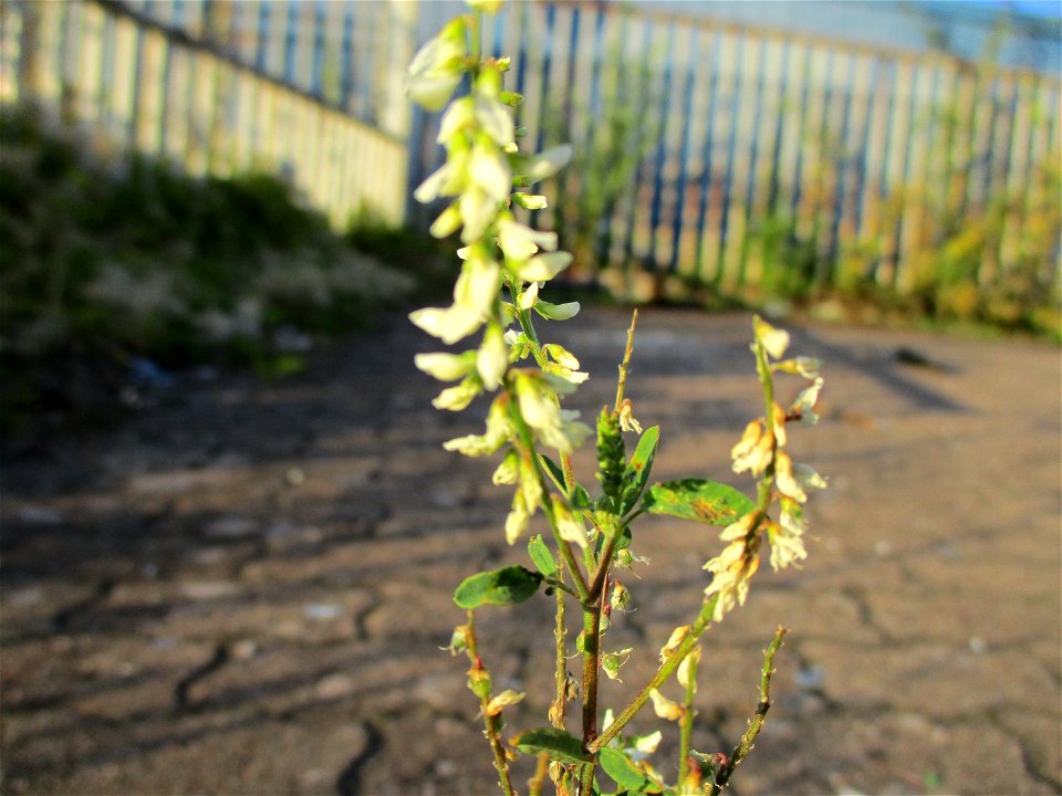 Weißer Steinklee (Melilotus albus) in Brebach
