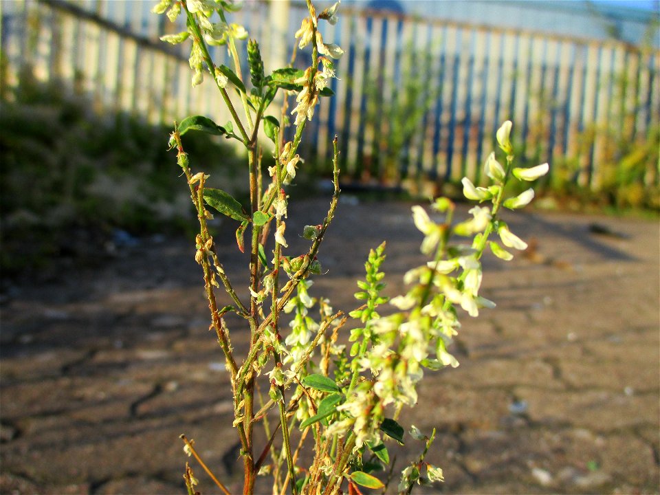 Weißer Steinklee (Melilotus albus) in Brebach