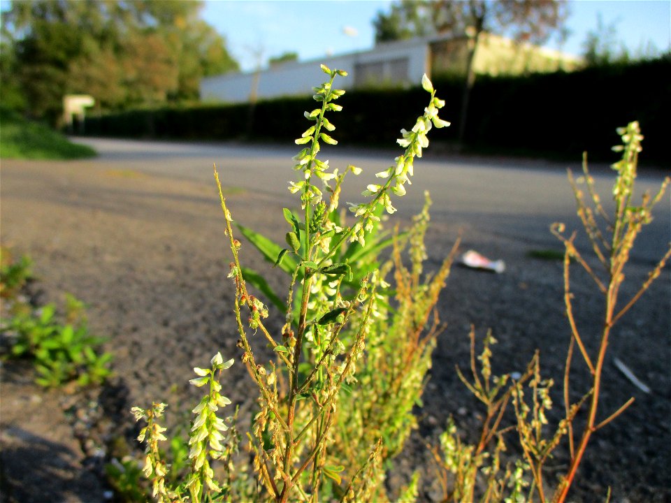 Weißer Steinklee (Melilotus albus) in Brebach