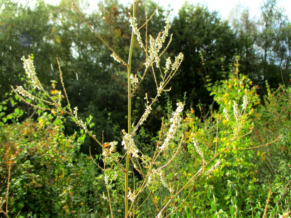 Weißer Steinklee (Melilotus albus) an der Saarbahn-Haltestelle Heinrichshaus