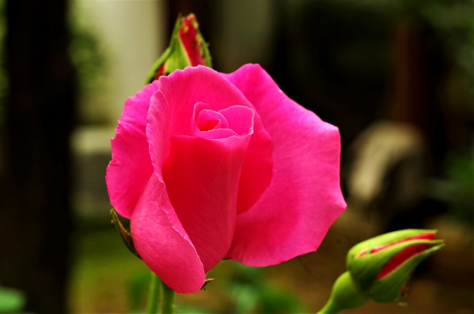 Flower rosa pink rose photo