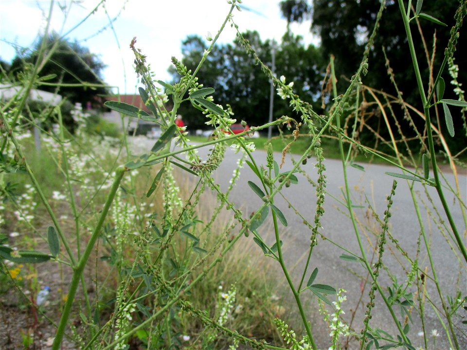 Weißer Steinklee (Melilotus albus) am Straßenrand in Brebach