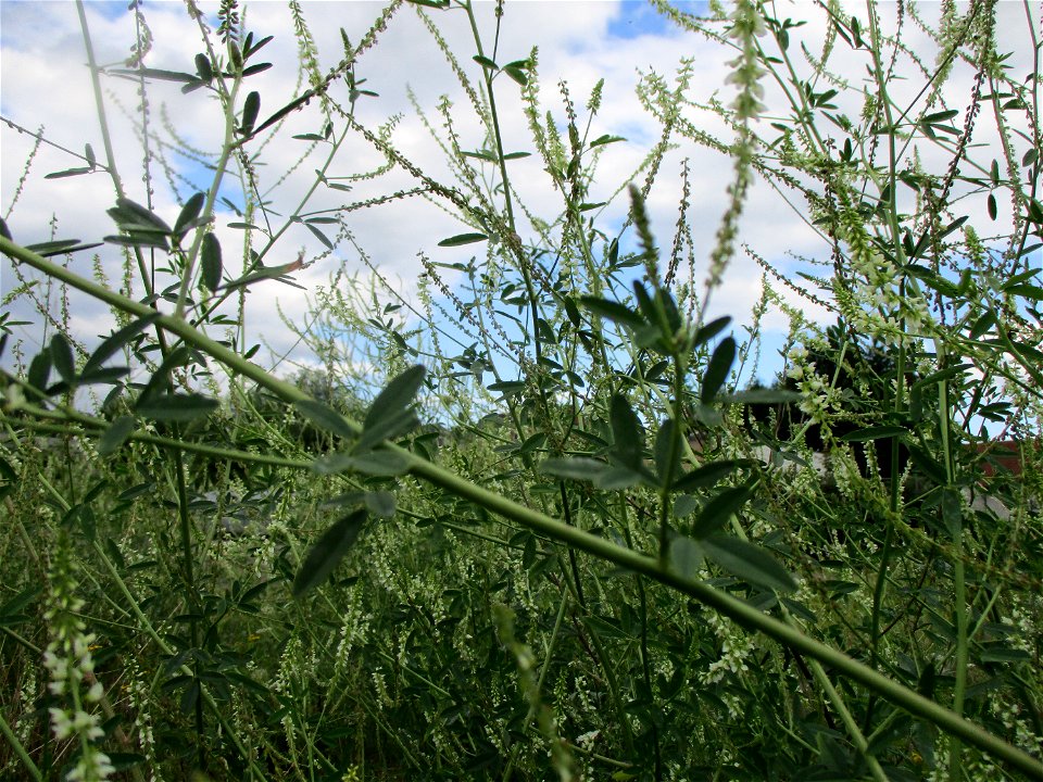 Weißer Steinklee (Melilotus albus) am Straßenrand in Brebach
