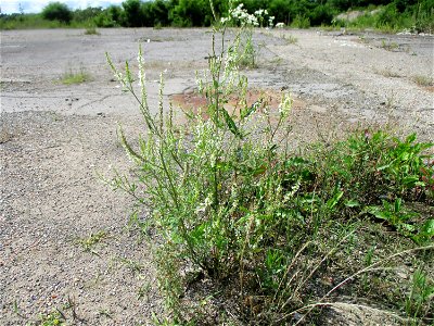 Weißer Steinklee (Melilotus albus) auf einer Brachfläche der Halberger Hütte in Brebach photo