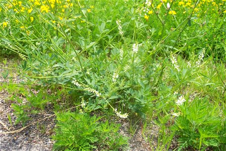 Melilotus alba, White Sweet Clover. photo