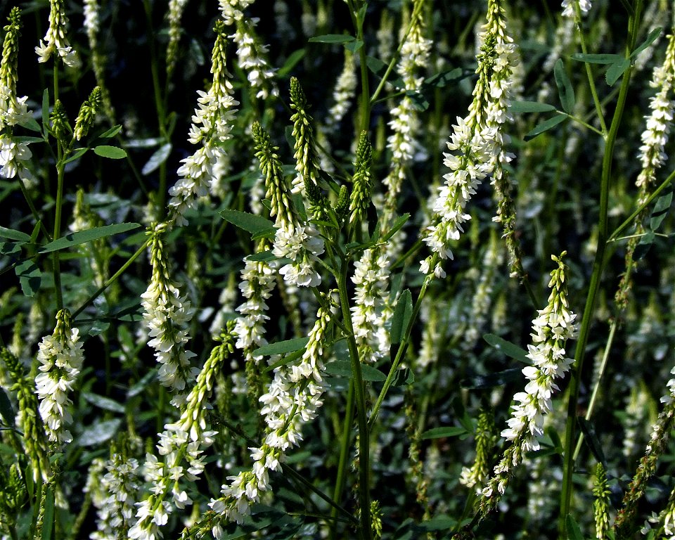 White Sweetclover (Melilotus Albus)