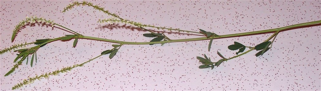 An image of Meliotus alba, White Sweet Clover, showing detail of stems, leaves, and flowers. photo