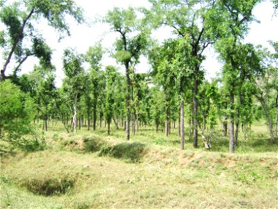 Photograph of Hardwickia forests near Pal village, Jalgaon district, Maharashtra, India.