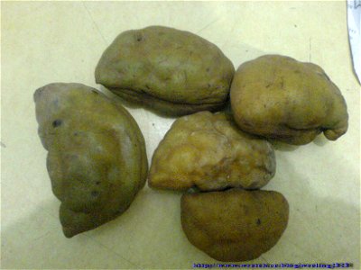 a toad like fruit