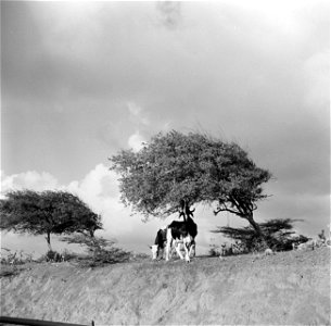 Collectie / Archief : Fotocollectie Van de Poll Reportage / Serie : Reis naar Suriname en de Nederlandse Antillen Beschrijving : Koeien onder een watapana-boom op Curaçao Datum : 1 photo