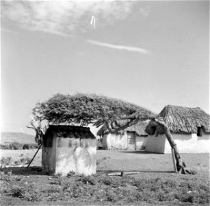 Collectie / Archief : Fotocollectie Van de Poll Reportage / Serie : Reis naar Suriname en de Nederlandse Antillen Beschrijving : Een watapana-boom, een broodoven en twee cunucu-huisjes photo
