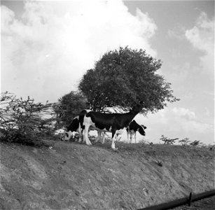 Collectie / Archief : Fotocollectie Van de Poll
Reportage / Serie : Reis naar Suriname en de Nederlandse Antillen
Beschrijving : Koeien onder een watapana-boom op Curaçao
Datum : 1